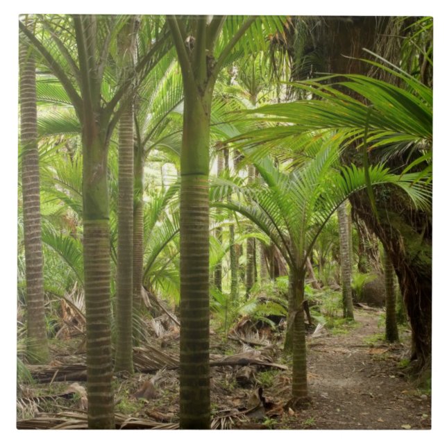 Nikau-palmer, Heaphy Track, nära Karamea, Kakelplatta (Framsidan)