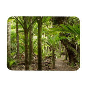 Nikau-palmer, Heaphy Track, nära Karamea, Magnet