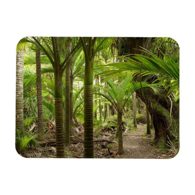 Nikau-palmer, Heaphy Track, nära Karamea, Magnet (Horisontell)