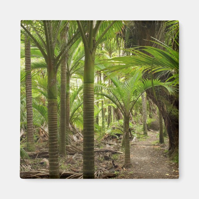 Nikau-palmer, Heaphy Track, nära Karamea, Magnet (Framsidan)