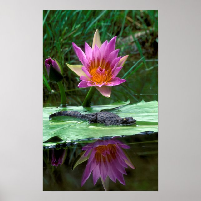 Nile Crokodile (Crocodylus Niloticus) Hatchling Poster (Framsidan)