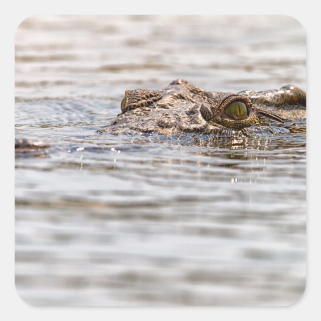 Nile Crokodile Fyrkantigt Klistermärke (Framsida)