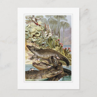 Nile Crokodile Vykort