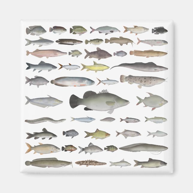 Nile River Basin Fish Group Magnet (Framsidan)