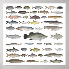 Nile River Basin Fish Group Poster