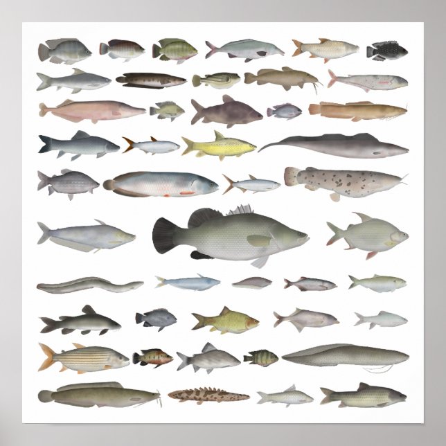 Nile River Basin Fish Group Poster (Framsidan)