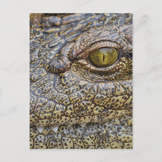 Nilkrokodil från Afrika Vykort (Framsida)