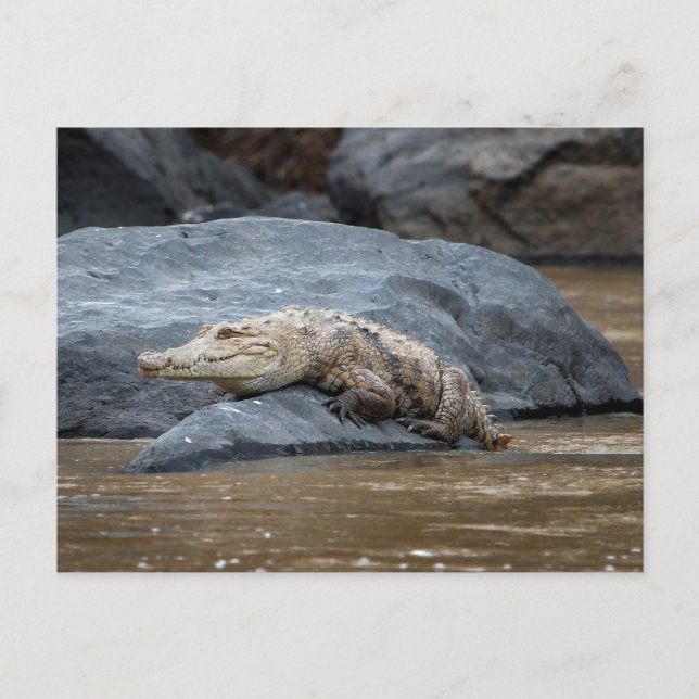 Nilkrokodil på sten vykort (Framsida)