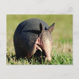 Nine-Banded Armadillo Vykort