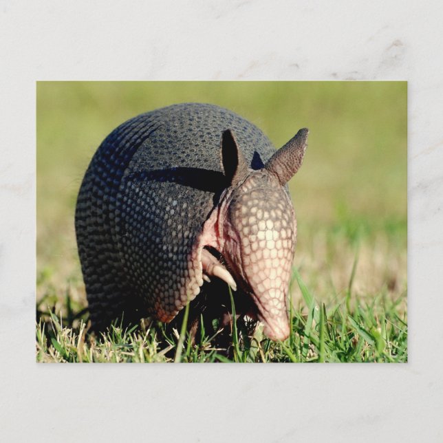 Nine-Banded Armadillo Vykort (Framsida)