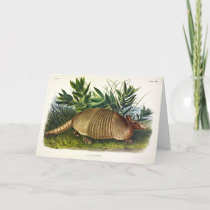 Nio-bananade, långnosade armadillo av Audubon Kort