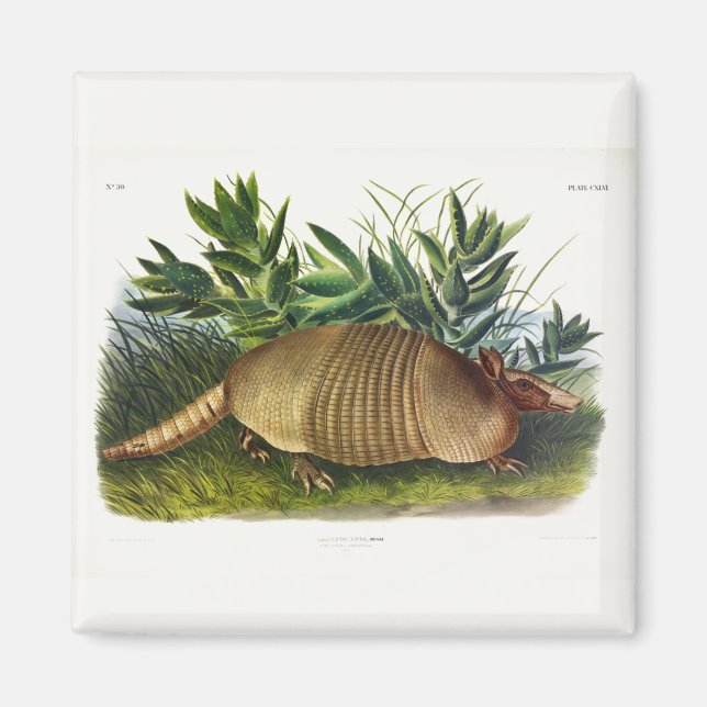 Nio-bananade, långnosade armadillo av Audubon Magnet (Framsidan)