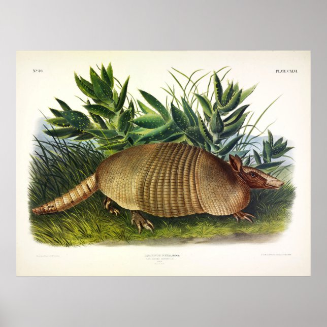 Nio-bananade, långnosade armadillo av Audubon Poster (Framsidan)