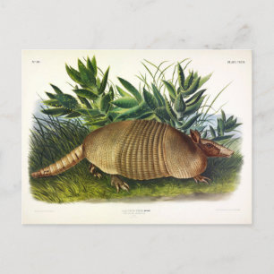 Nio-bananade, långnosade armadillo av Audubon Vykort