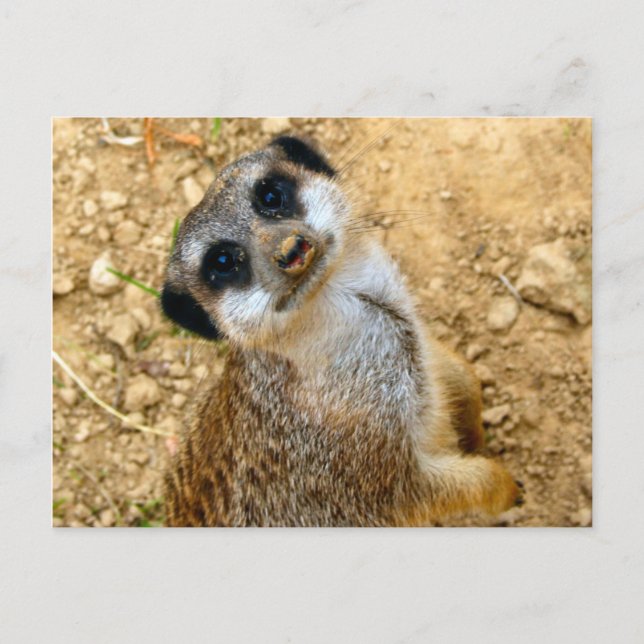 Niro-Erdmännchen Vykort (Framsida)