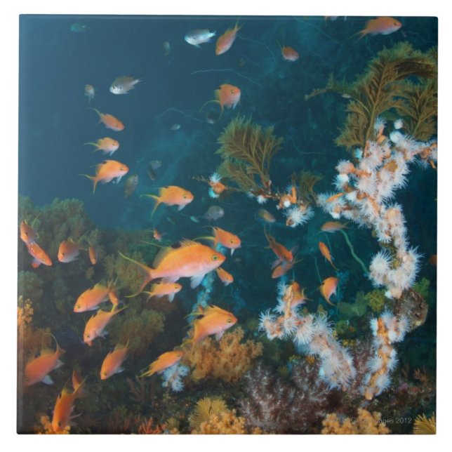 Nishiizumachi Shizuoka Prefecture, Japan 2 Kakelplatta (Framsidan)