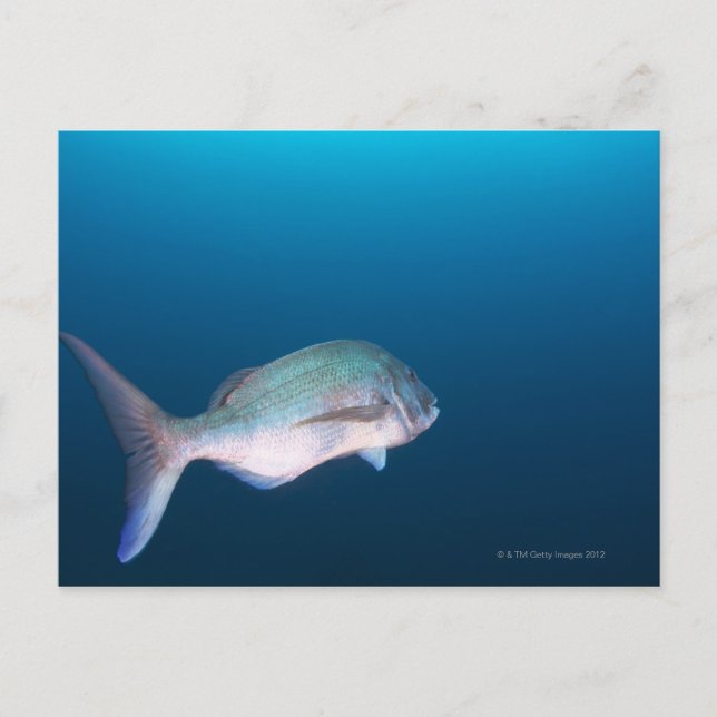 Nishiizumachi, Shizuoka prefektur, Japan Vykort (Framsida)