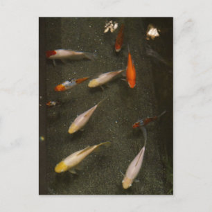 Nishikigoi (Koi Fish) vykort