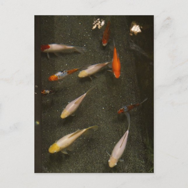 Nishikigoi (Koi Fish) vykort (Framsida)