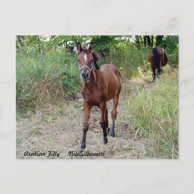 NiteSilhouette Vykort (Framsida)