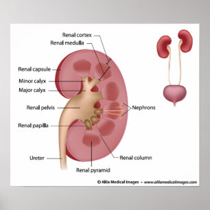 Njuranatomi, märkt diagram. poster