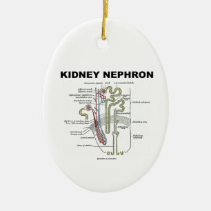 Njure Nephron (grays anatomiläroboken) Julgransprydnad Keramik