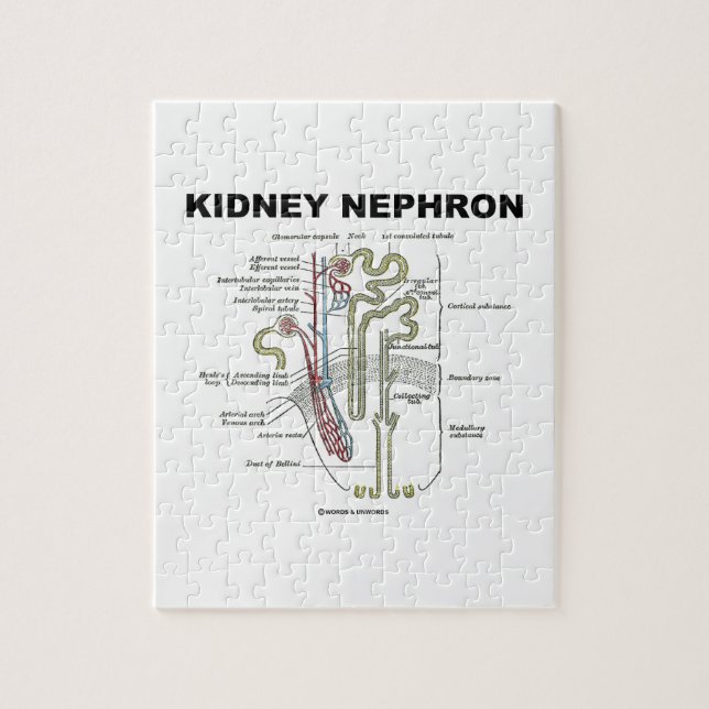 Njure Nephron (grays anatomiläroboken) Pussel (Vertikal)