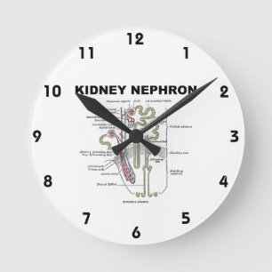 Njure Nephron (grays anatomiläroboken) Rund Klocka