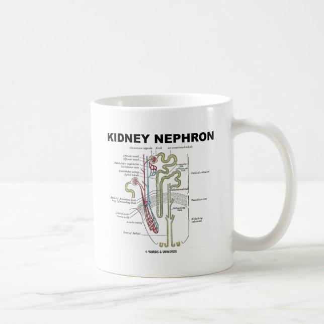 Njure Nephron Kaffemugg (Höger)