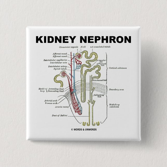 Njure Nephron Knapp (Framsida)