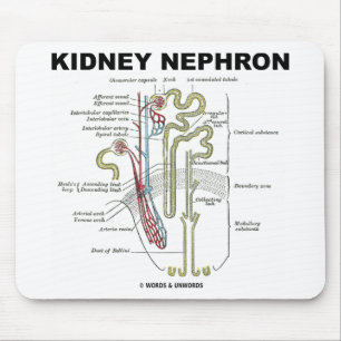 Njure Nephron Musmatta