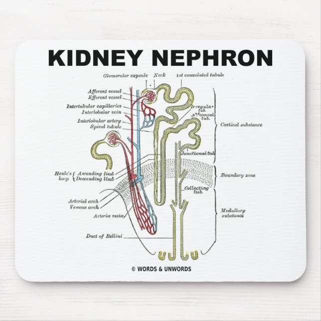 Njure Nephron Musmatta (Framsidan)
