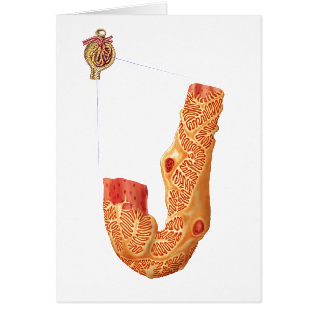 Njurens blodkroppar och filtreringsmembranet hälsningskort (Framsidan)