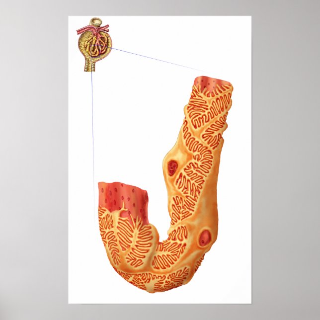 Njurens blodkroppar och filtreringsmembranet poster (Framsidan)