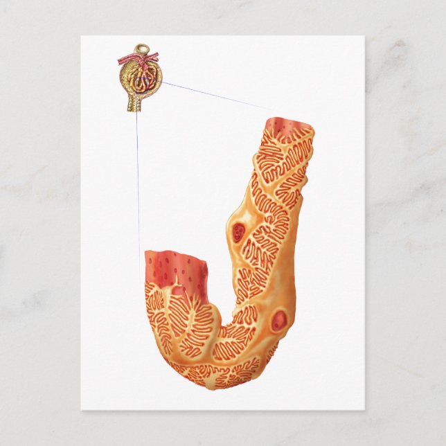 Njurens blodkroppar och filtreringsmembranet vykort (Framsida)