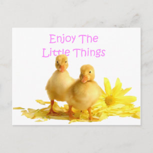 Njut av den lilla Saken, Ducklings Vykort