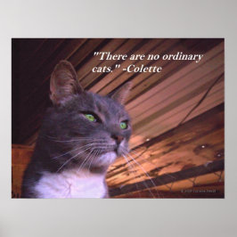 No Ordinary Cats Poster
