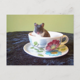 noah 2-vykort vykort