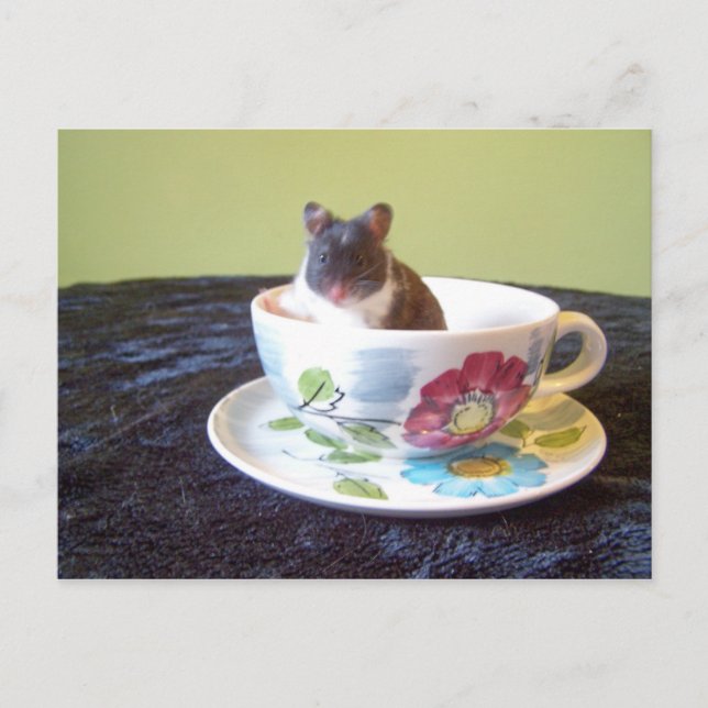 noah 2-vykort vykort (Framsida)