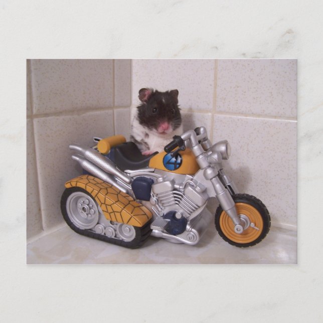 noahcykel vykort (Framsida)