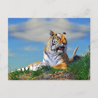 Nobel Tiger Vykort