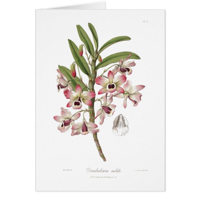 Nobile Dendrobium Hälsningskort (Framsidan)