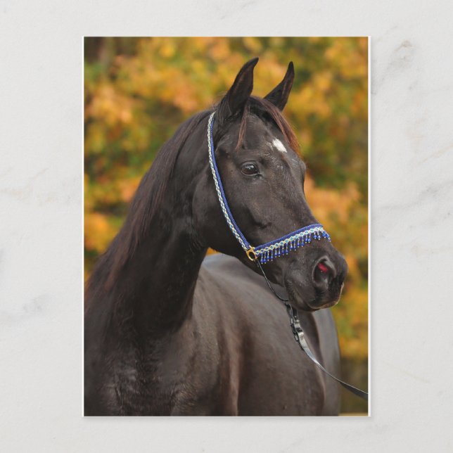 Noble Arabian Vykort (Framsida)