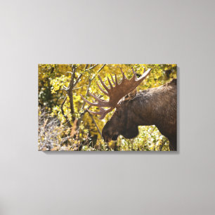Noble Bull Moose Canvastryck