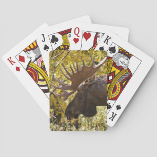 Noble Bull Moose Casinokort