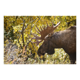 Noble Bull Moose Fototryck