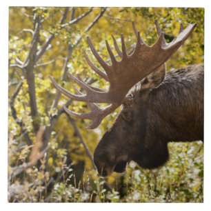 Noble Bull Moose Kakelplatta