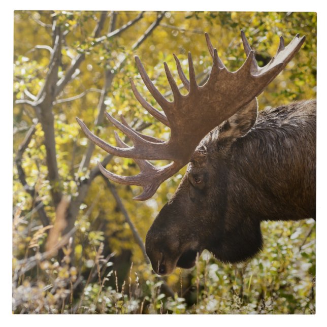 Noble Bull Moose Kakelplatta (Framsidan)
