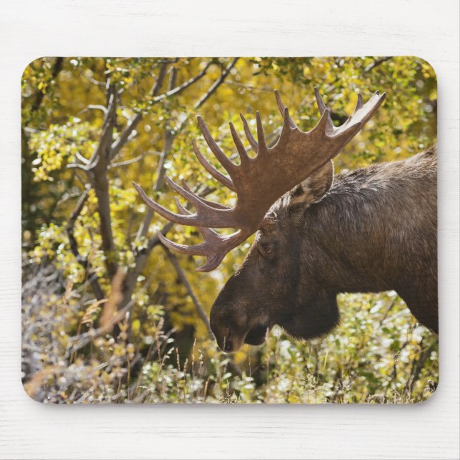 Noble Bull Moose Musmatta (Framsidan)