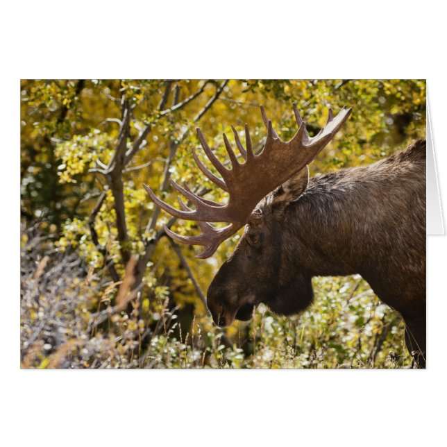 Noble Bull Moose OBS Kort (Framsidan Horizontal)
